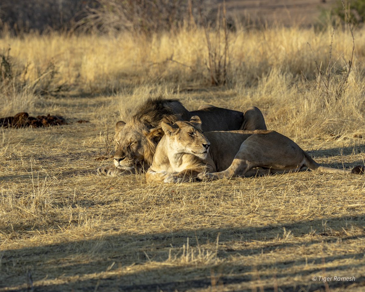 Lions of Ruaha National Park, Tanzania. 20,000 SqKms of wild. Great experience. Back after a nice holiday of tracking these lions. 

#Ruaha
#RuahaNationalPark
#Tanzania 
#Lion #LionPride