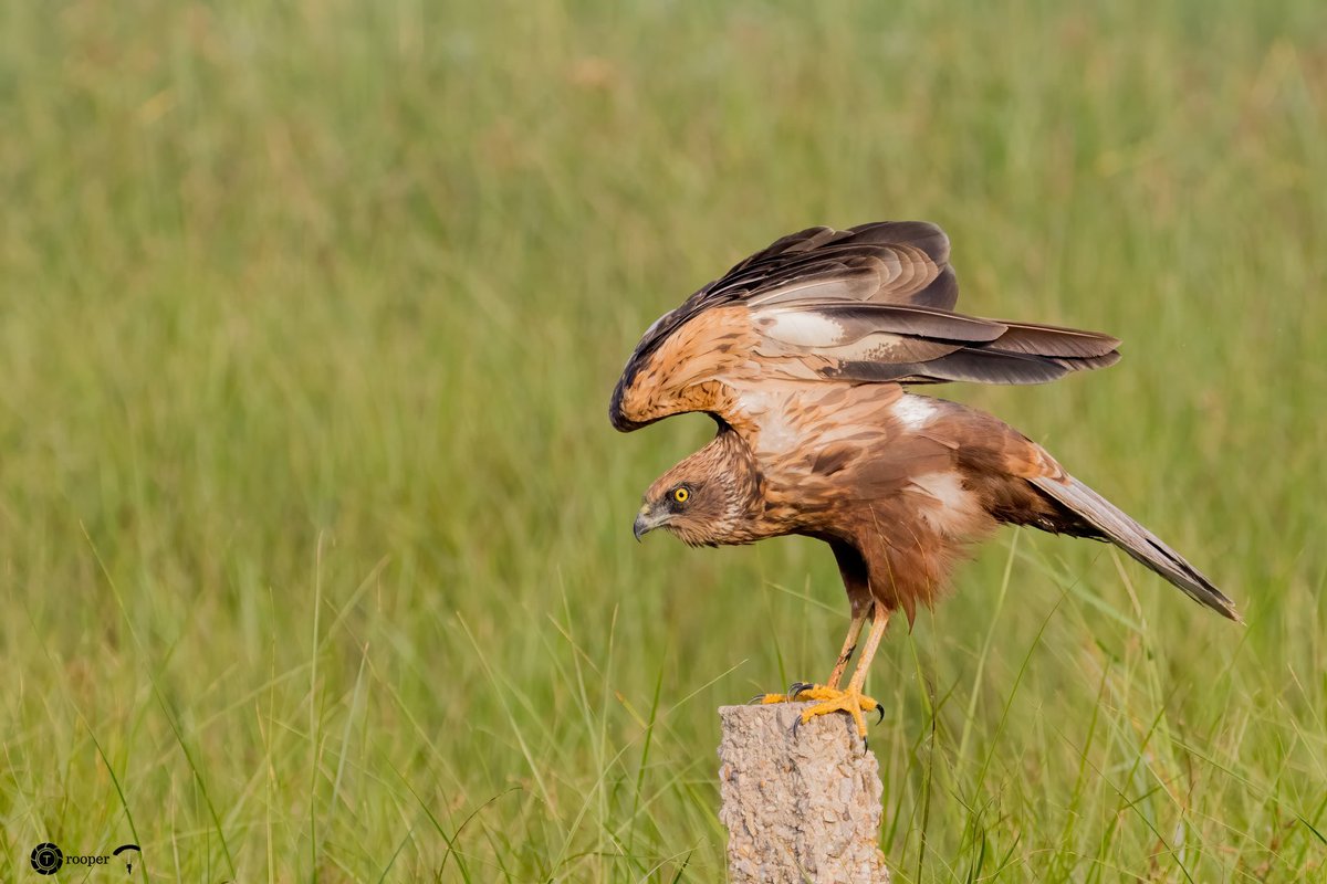 A bit delayed for #IndiAves theme #MigratoryBirds 

Marsh Harrier (Circus aeruginosus) Male 

#Birds #NaturePhotography #birdwatching #birdphotography #BBCWildlifePOTD #BirdsSeenIn2023