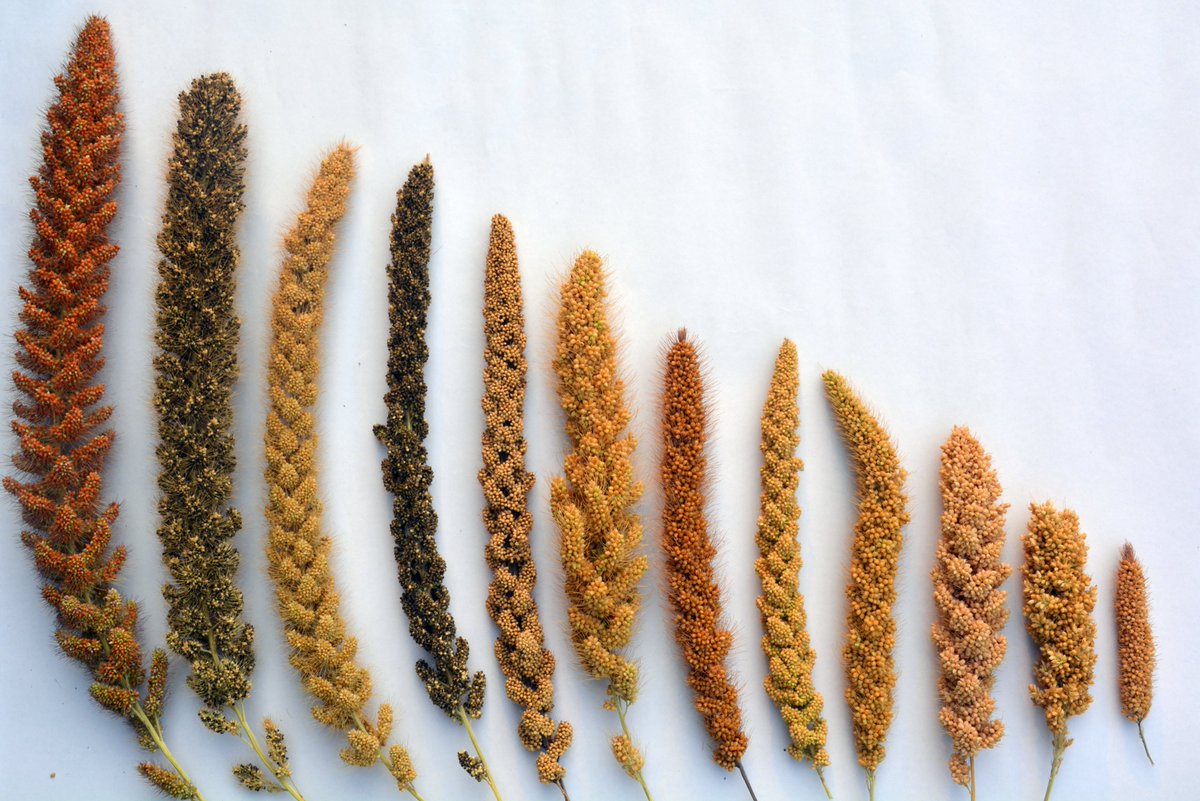 PSpoojashukla's tweet image. MILLET DIVERSITY: A GIFT OF HONOR FROM THE ANCESTORS
Foxtail millet (Setaria italica), a group of small millets, encompass rich cultural heritage and a majestic variation in panicle (length and shape) and grain (size, shape and husk color) phenotype.
#IYM2023 #YearOfMillets @FAO