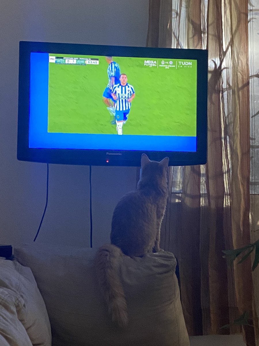ssanchez_12's tweet photo. La esperanza muere al último
También lo piensa Amber 😹 🐈
@Rayados #Ry2 https://t.co/OPGPTQOsnx