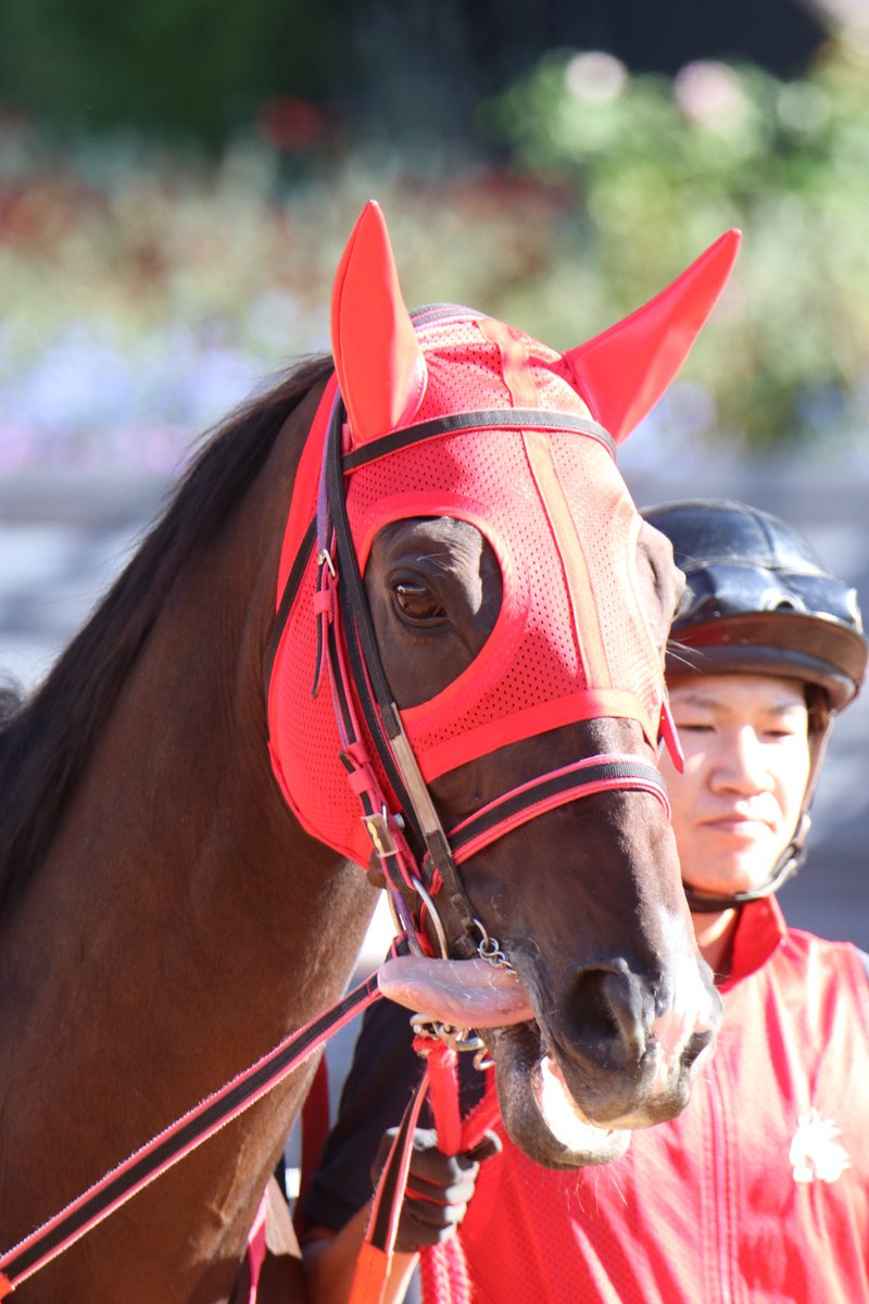 vanta3uma's tweet photo. シベリアンタイガーかわいい🐴 https://t.co/oQTVYBmUVO