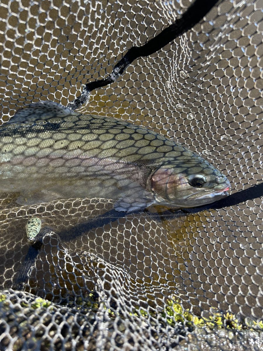 ちょいと管釣りへ