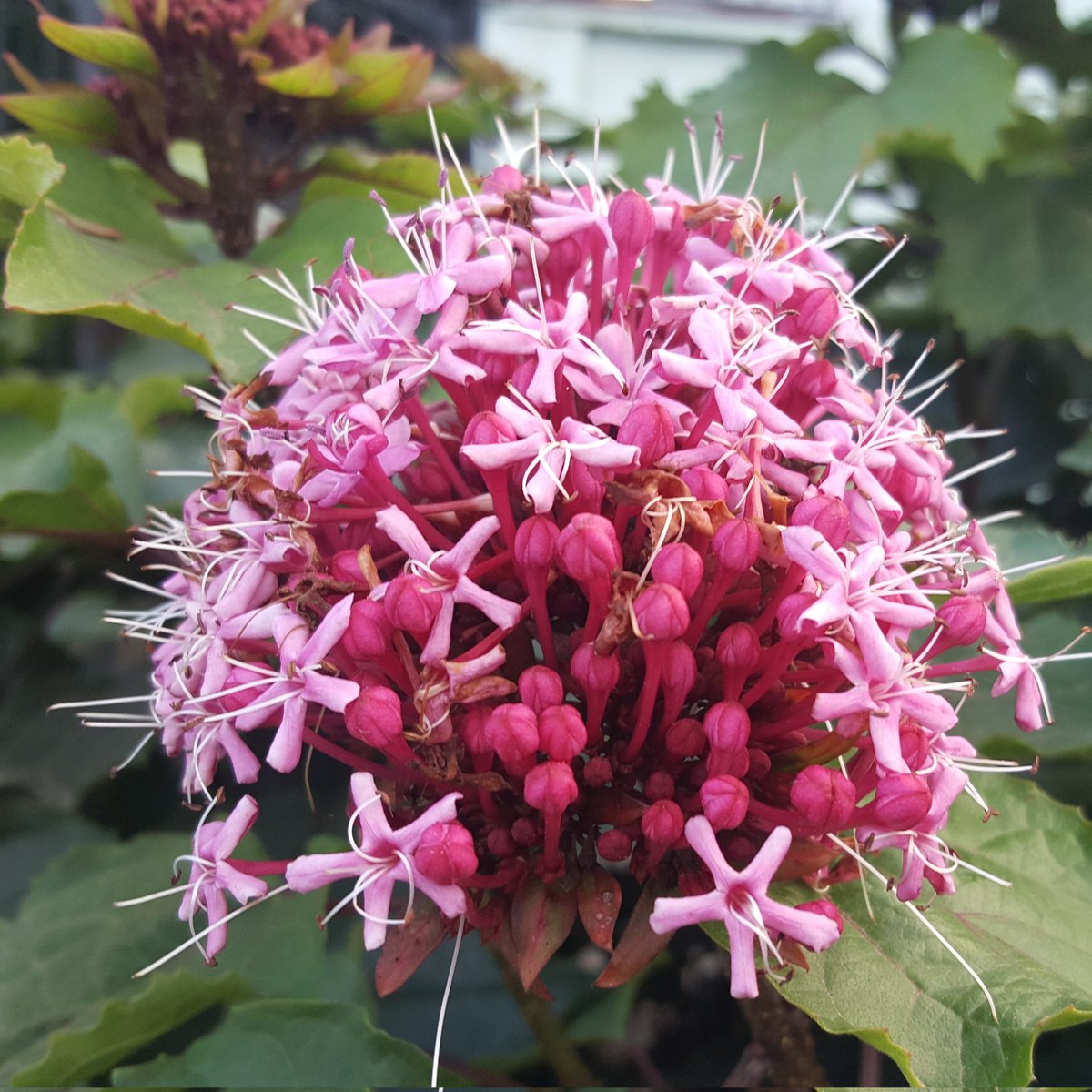 Ljube_66's tweet photo. Cvetanje cveća u oktobru. / Flowers bloom in October.
Titel, 28. 10. 2023.
#titel #oktobar #october #cvece #flowers #priroda #nature #jesen #autumn #backa #vojvodina #srbija #serbia #photography #art #photo #naturephotography #fotografija #umetnost #basta #garden https://t.co/KjCraMwyPF