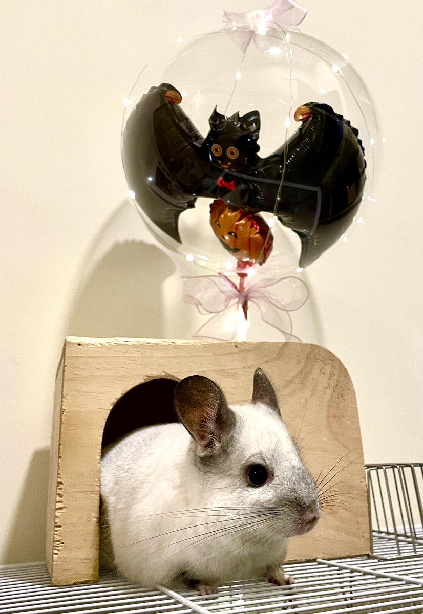 ChinchillaSoul's tweet photo. ハッピーハロウィン
#チンチラ　#chinchilla #Halloween2023 https://t.co/ThGDa4spFE