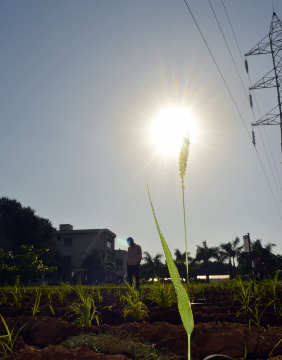 PSpoojashukla's tweet image. MILLETS: THE ALL-ROUNDERS
Nutritionally rich, farmer-friendly, drought/dehydration tolerant, and laudable at recovery rate with no compromise on yield/quality, millets are the next-gen climate-smart solution to address food and nutritional security.
#IYM2023 #YearOfMillets @FAO
