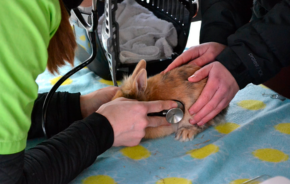 DierenLot's tweet photo. Grote private investeerders hebben de Nederlandse huisdierenzorg ontdekt. Lees het hele artikel hier: https://t.co/dLaYXjMfbg https://t.co/uFrM3B3GgF