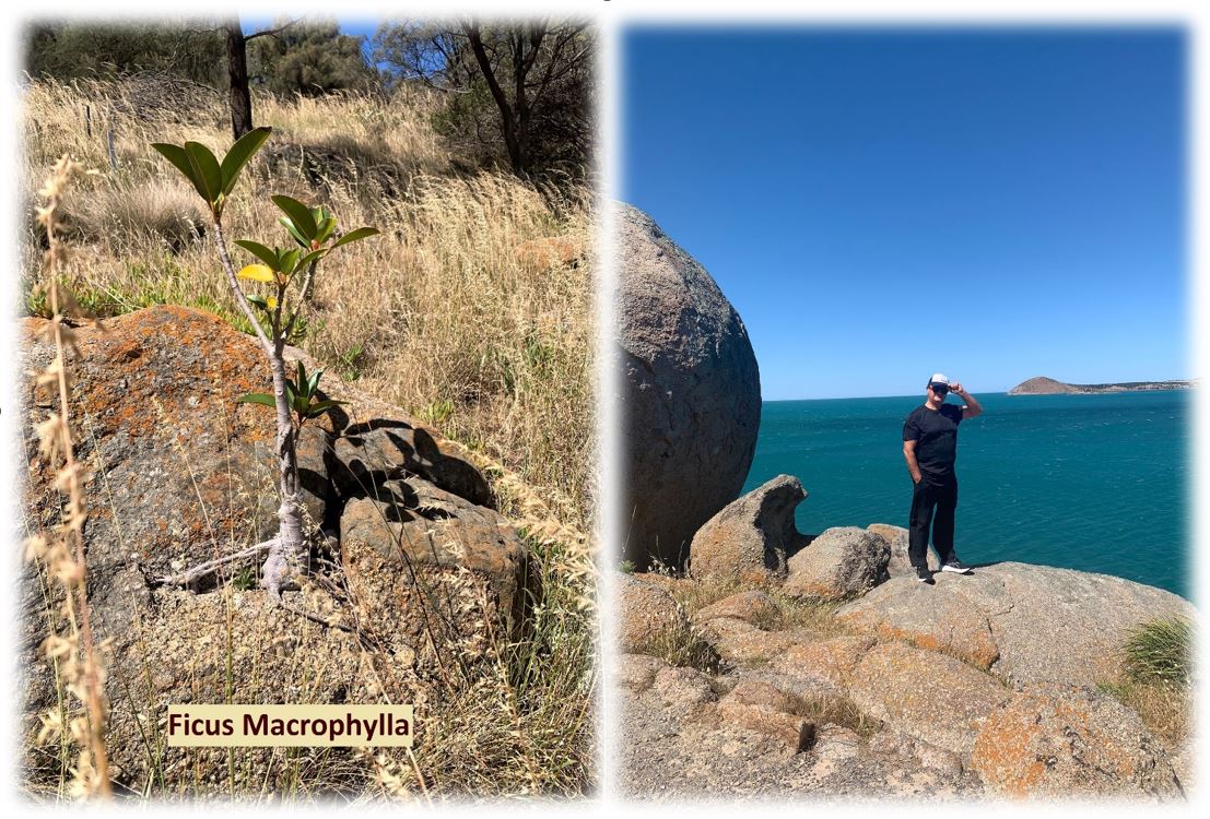 Plants, lichens and other ‘primitive’ forms of life are true masters without which there is no us, as they convert non-living materials into living cells. I enjoyed a brisk walk on a fresh windy day on the Granite Island and spotted this little survivor who deserved my admiration