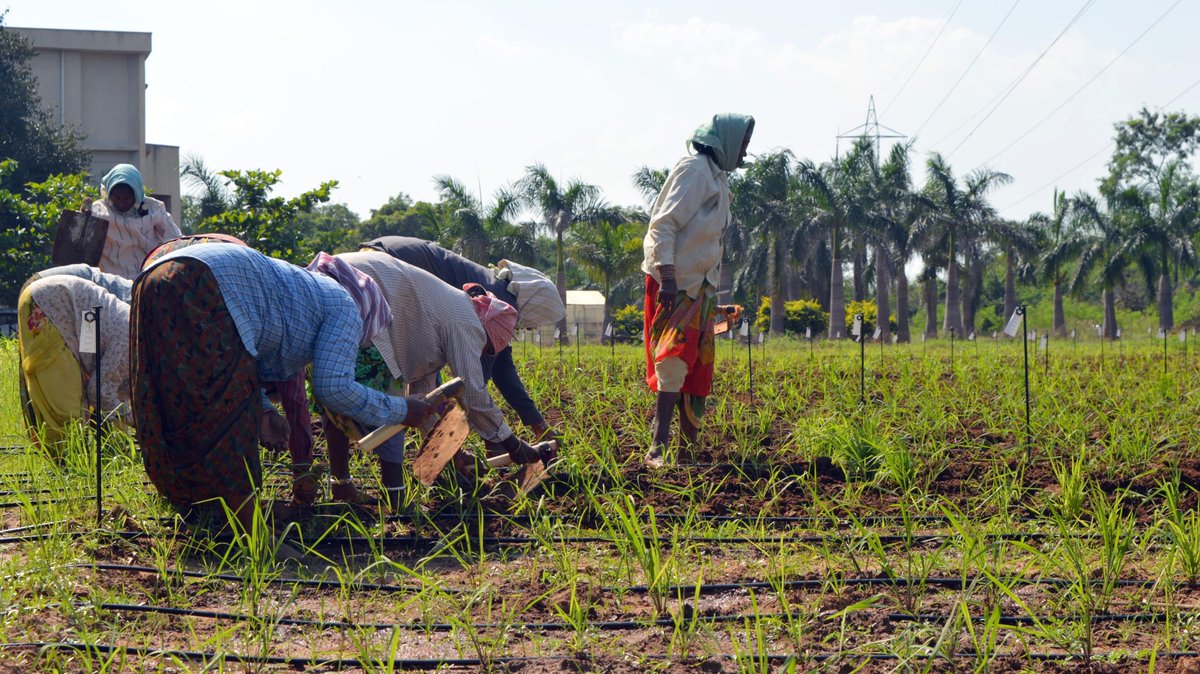 PSpoojashukla's tweet image. MILLETS FOR A NATION’S STRENGTH
Millets hold enormous potential to elevate the life and livelihood of small-scale/marginal farmers. Truly, millets are the one ‘all-rounder’ crop solution for improving and strengthening a nation&apos;s health and wealth.
#IYM2023 #YearOfMillets @FAO