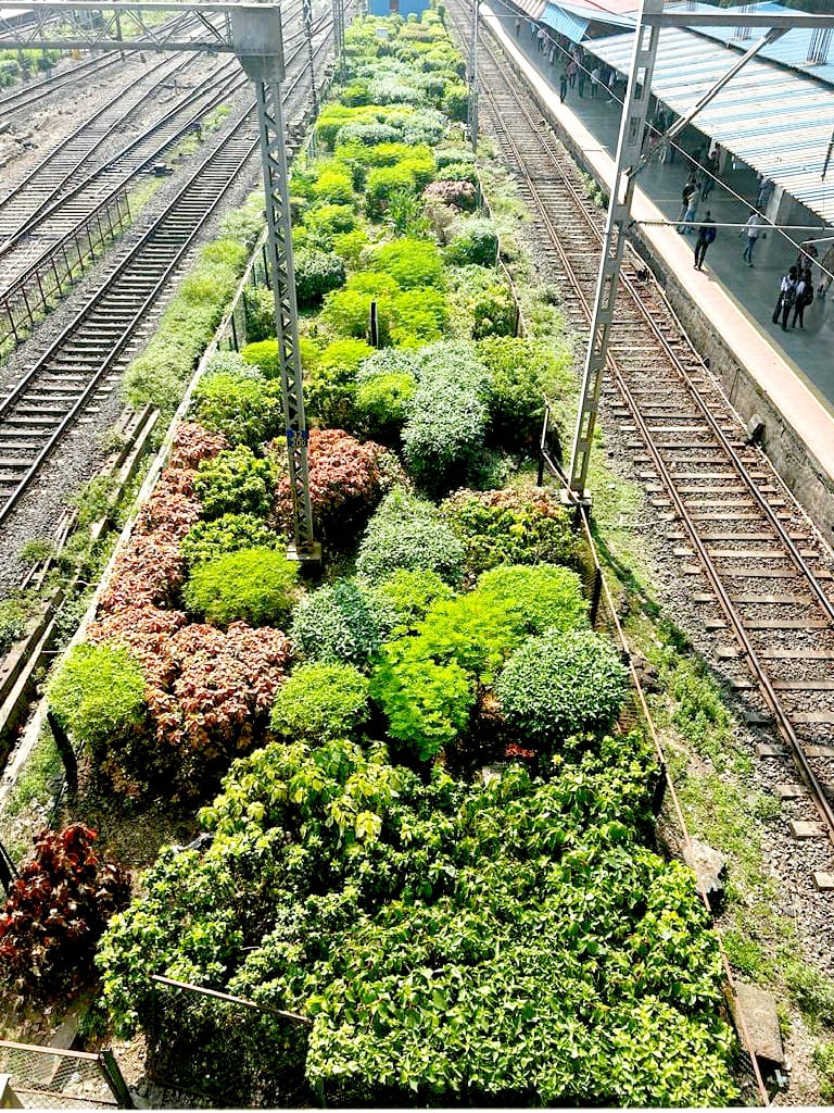 drmmumbaicr's tweet photo. The #Mumbai_Division @Central_Railway gardens, which are kept near the platform, are among the city's most beautiful vistas. These #gardens are a tribute to the passion and commitment of the #Rly_workers, who put in endless hours to turn the busy city into a greener sanctuary. https://t.co/aliwNyapPw