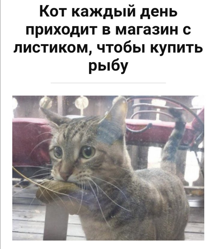 Джо Корриган владеет лавкой, в которой торгует рыбой. К его магазину стал приходить бродячий кот. В зубах он приносил сухой листочек. Первый раз такое поведение кота вызвало у мужчины улыбку, но когда эта сцена стала повторяться ежедневно, Джо понял, что листик кот приносит не