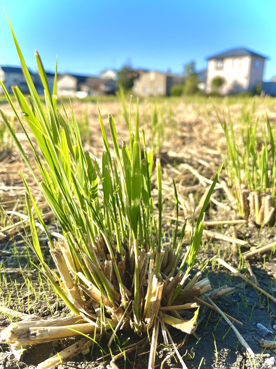 kaede1130's tweet photo. #日常の美しさ #everydaybeauty
#自然 #natural #稲穂 #earofrice
#収穫 #harvest #緑 #green
#水田 #paddyfield #自然の恵
#blessingsofnature #土 #soil
#静岡 #sizuoka
https://t.co/dXv9A9jDYx https://t.co/T9uq6SI06k