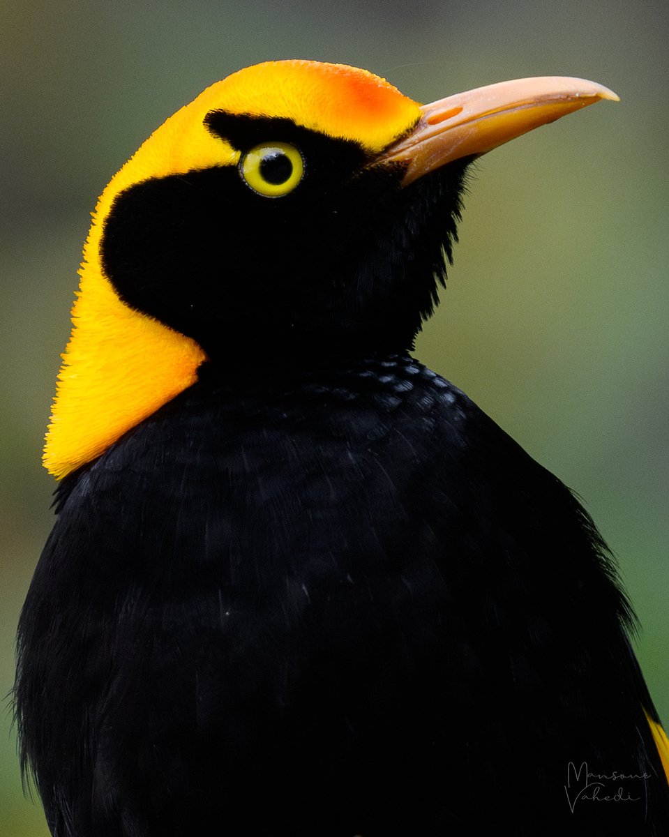 It was so exciting to be able to spend some time with the birds after a long absence.

Regent Bowerbird
Lamington National Park
OZ BIRD PHOTOGRAPHY
Copyright ©

#birdsofaustralia#oreillys #regentbowerbird #lamingtonnationalpark #fairywrensofinstagram #queensland