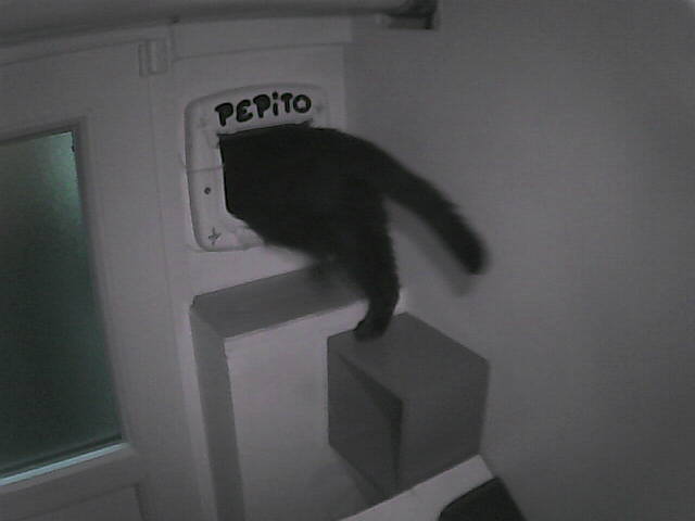 PepitoTheCat's tweet photo. Pépito is out (07:11:20) https://t.co/ME9B3oKITB
