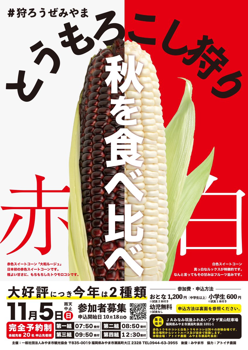 mrmiyama's tweet photo. #狩ろうぜみやま 
とうもろこし狩り🌽

初登場！赤色のスイートコーン「大和ルージュ」と
フルーツ並みの甘さ「白色スイートコーン」の食べ比べを体験できます！

開催日　11月5日（日）
参加費　おとな1,200円（試食2本）、小学生600円（試食1本） https://t.co/fBjG2LIC4O