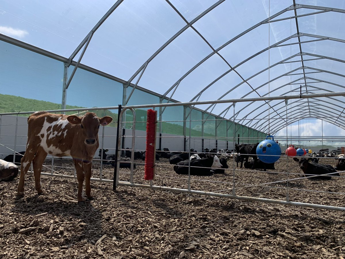 cathherniman's tweet photo. Not your standard style of kiwi calf rearing! 🇳🇿 Great enrichment and very entertaining to watch 🐮 #nzdairying #calfrearing #futurefarming #animalwelfare https://t.co/5M8fPfXZaG