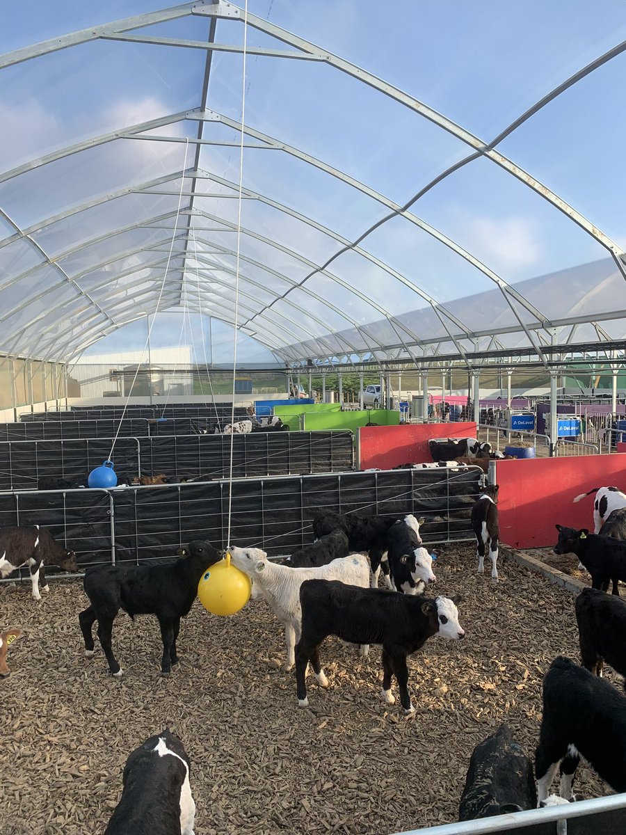 cathherniman's tweet photo. Not your standard style of kiwi calf rearing! 🇳🇿 Great enrichment and very entertaining to watch 🐮 #nzdairying #calfrearing #futurefarming #animalwelfare https://t.co/5M8fPfXZaG