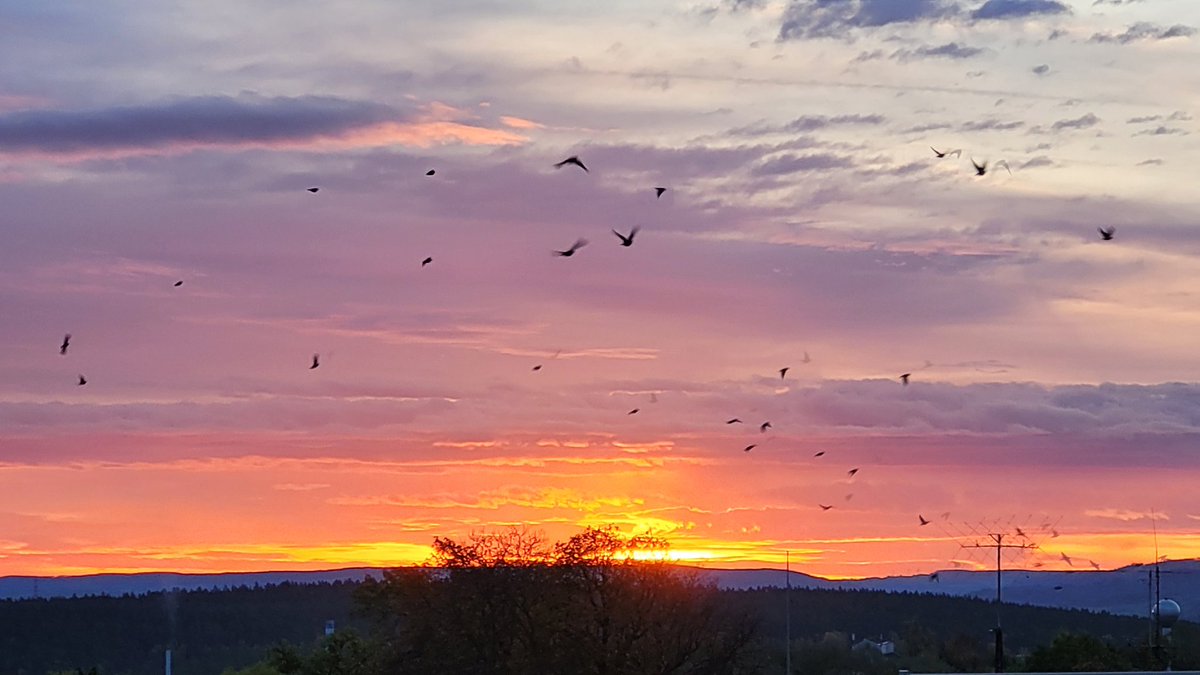 _ORMUZ_'s tweet image. Guten Morgen 
endlich ist wieder #Normalzeit  🙏😃
und das bei so einem so schönen Himmel 
die Vögel fliegen im kräftigen Wind 
mal sehen, welcher Himmel sich heute durchsetzen wird, es wird auf jeden Fall wieder wechselhaft und bewegt 
#Zeitumstellung
