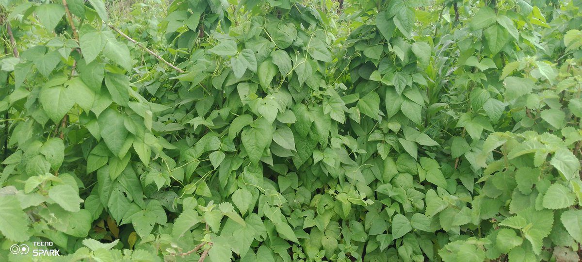 JdlCroix1's tweet photo. Nabonye aha hantu bafite icyizere cyo kuzabona umusaruro ushimishije w'ibishyimbo.
Bimeze neza rwose mu #GahungaKAbarashi
#HingaWeze
@RwandaAgri https://t.co/VFdIuI3v2a