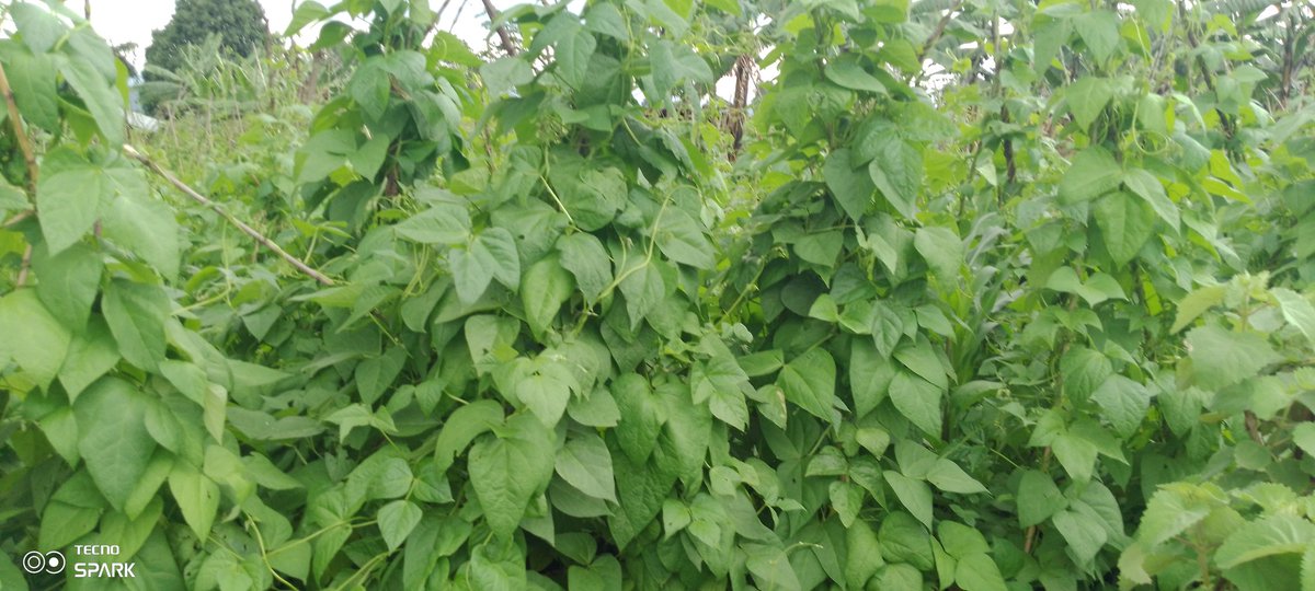 JdlCroix1's tweet photo. Nabonye aha hantu bafite icyizere cyo kuzabona umusaruro ushimishije w'ibishyimbo.
Bimeze neza rwose mu #GahungaKAbarashi
#HingaWeze
@RwandaAgri https://t.co/VFdIuI3v2a