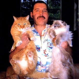 crockpics's tweet photo. Happy #NationalCatDay https://t.co/erREgUAAeI