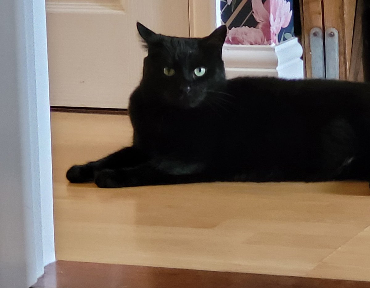 Lelzed's tweet photo. Good Morning from my cat Jess! 🐈 #blackcats #cats #catflop https://t.co/1Ehtf6lX9P
