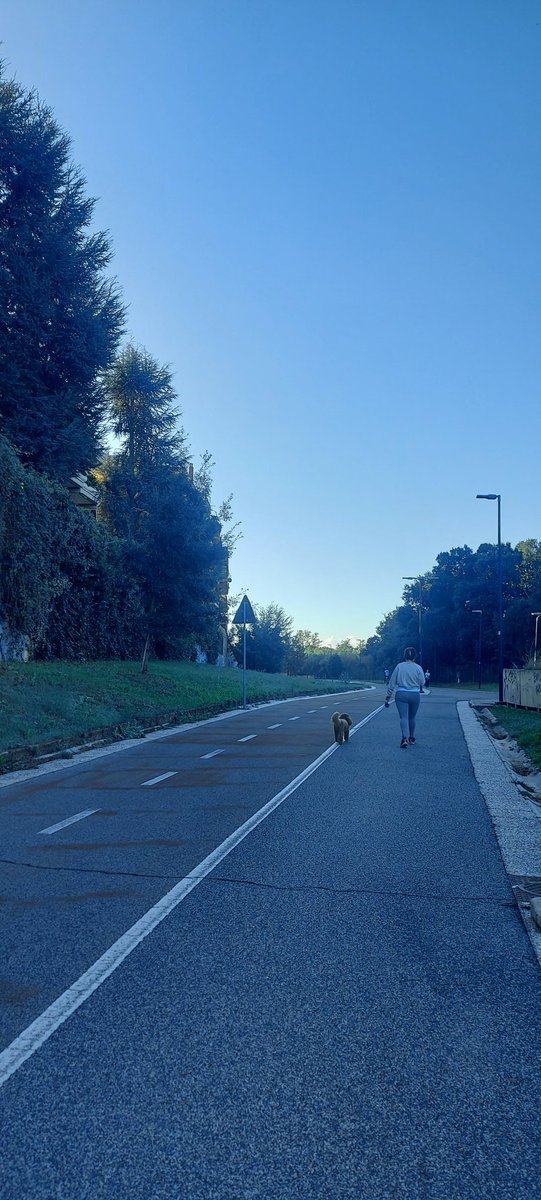 Early run and cute dogs
#recharging