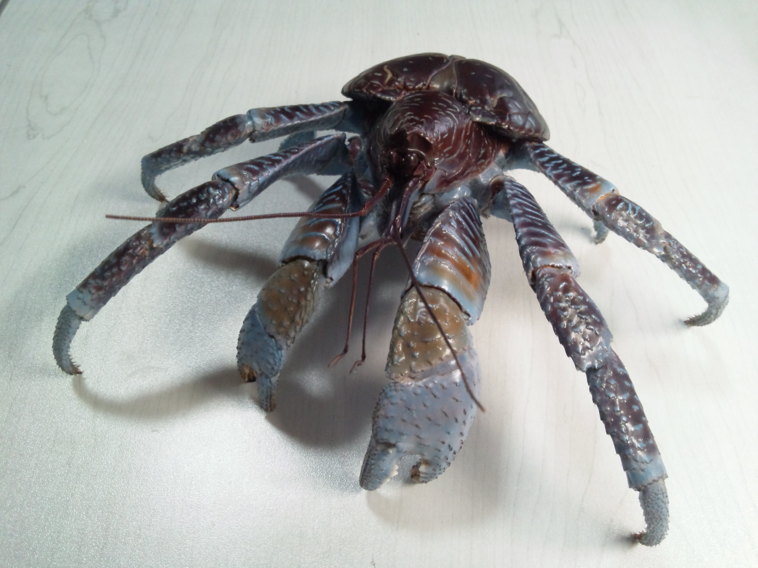 いきもの大図鑑プレミアム ヤシガニ いきもの大図鑑プレミアム ヤシガニ | フィギュア・プラモデル