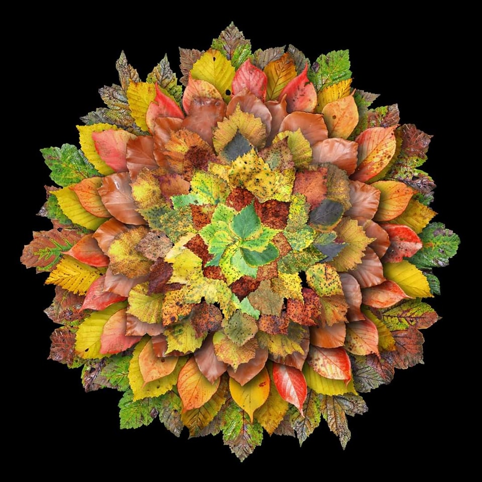 "Autumn is a second spring when every leaf is a flower"

From the inside birch, hazel, beech, cherry, hornbeam, sycamore

#autumn #autumnleaves #8outof10bats