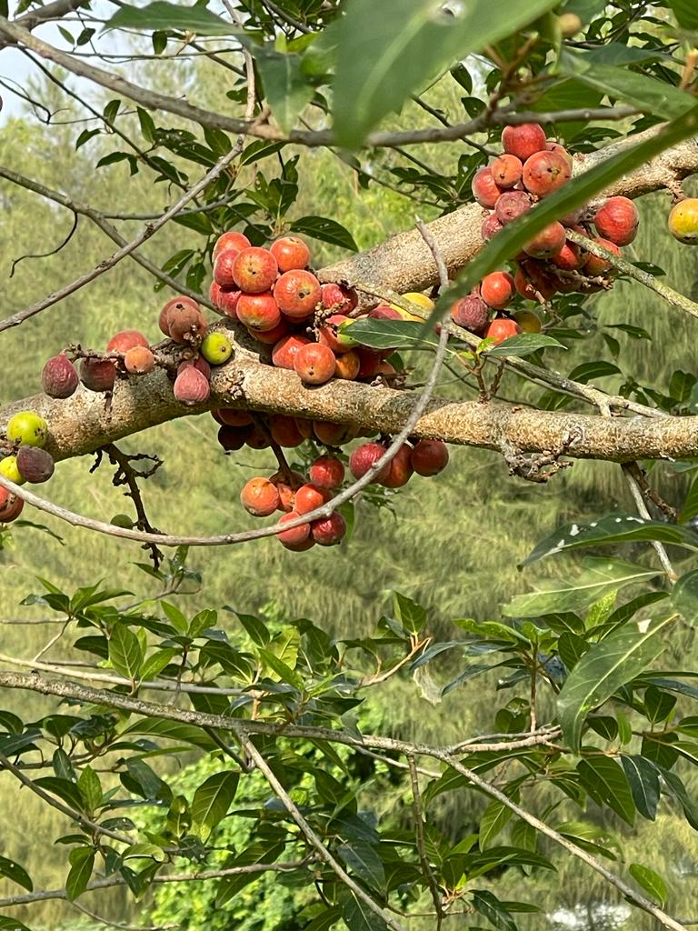 #ClimateAction 
#environment 
#biodiversity 
வனத்துக்குள் திருப்பூரின் மரம் வளர்ப்பு - 8 ஆண்டுகள் - 17 லட்சம் மரங்கள் - ஒவ்வொரு தோட்டத்திலும் இரண்டு நாட்டு அத்தி மரங்கள் நடுவது வழக்கம். இதற்கு தண்ணீர் தேவை குறைவு. எண்ணற்ற 🐦 பறவைகளின் உணவு தேவை பூர்த்தியாகிறது.
<a href="/vetryorg/">Vetry - வெற்றி</a>