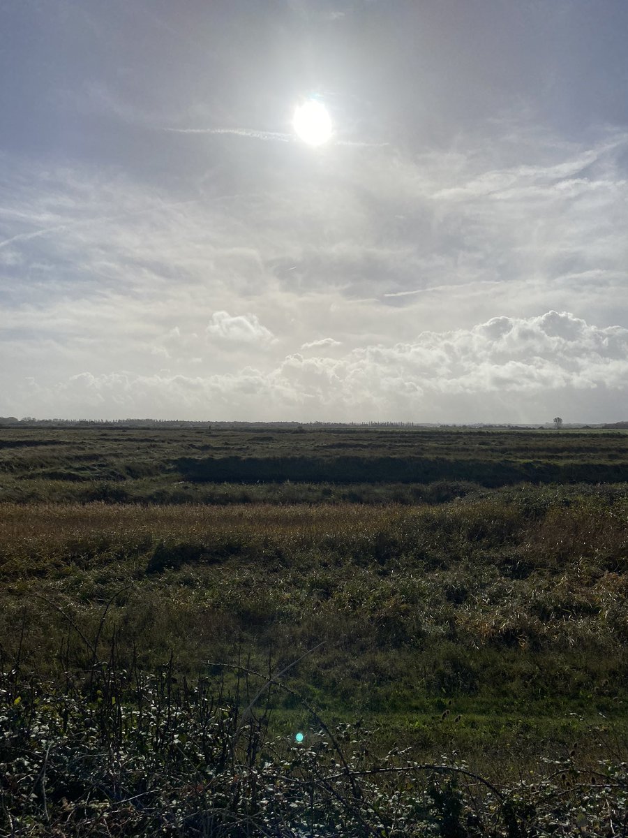 h_Mathieson_'s tweet image. I had a beautiful walk along the north Kent coast yesterday afternoon, and by chance managed to see a Short-eared Owl fly in off the sea. Quite a sight. One of my favourites. #mypatch #encounterswithnature #birdwatching #autumnmigration #overwinteringbirds #birdinginkent