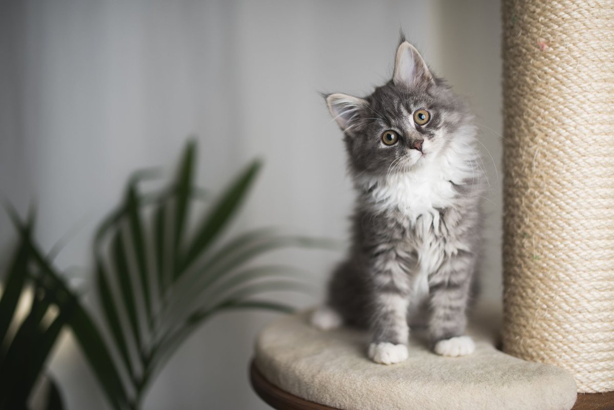 AcePTtweets's tweet photo. Did ou know cats can benefit your health and well-being? Happy #NationalCatDay!🐱 #acept #physicaltherapy #health #wellbeing #healthyliving https://t.co/AKhUvjWc5W