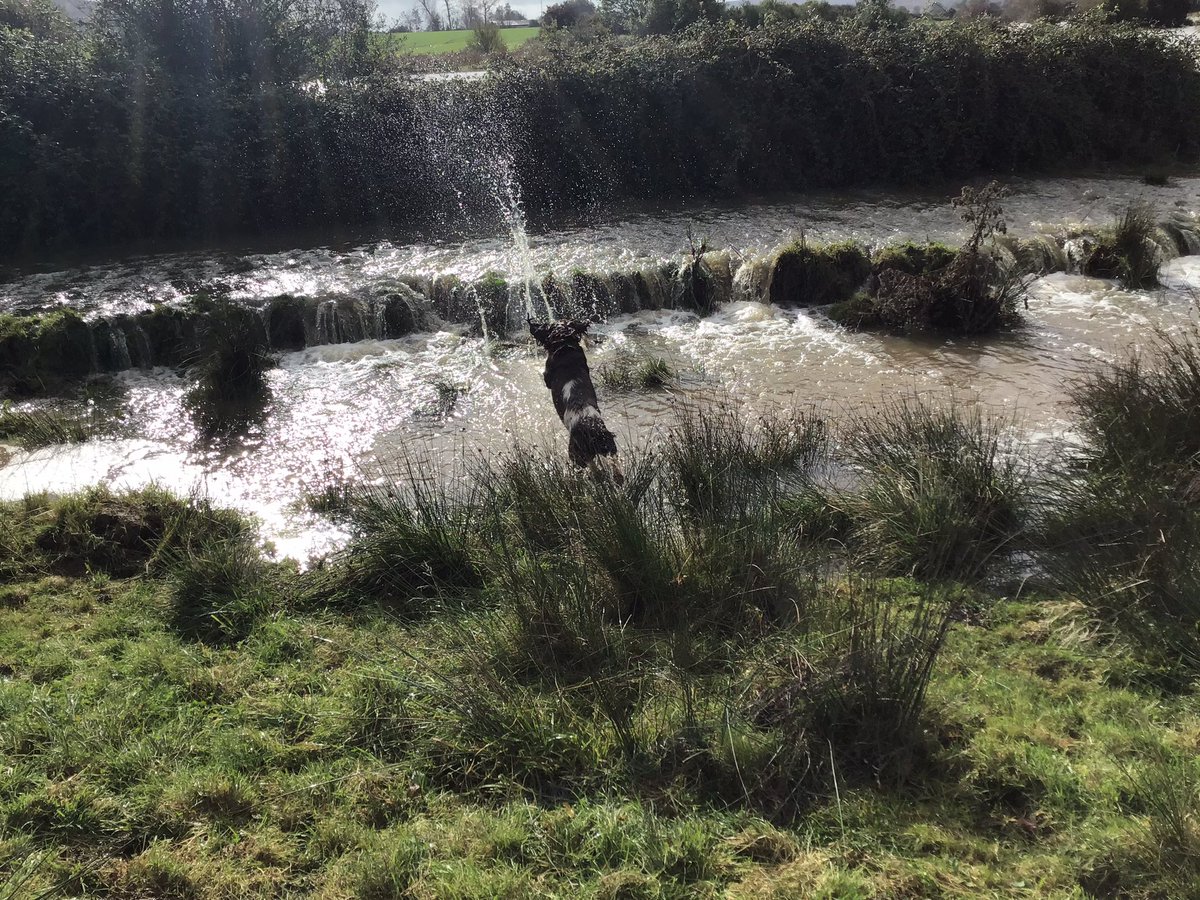 Going for the jump! #Flood #dogsontwitter #dogs #spaniel #swimming