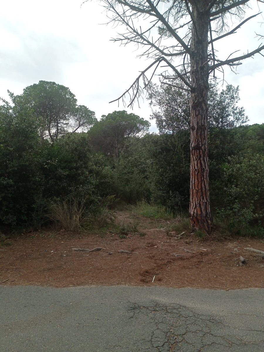 CruisingKingXXX's tweet photo. Hoy domingo en zona cruising... #Girona #PlatjadAro #Calonge... Quien cerca? https://t.co/TLdMcKVrw3