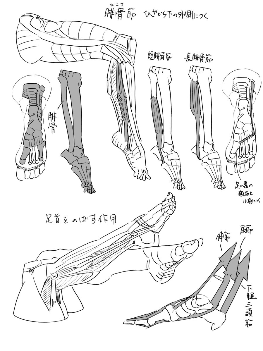handmirror000's tweet photo. 腓骨（ひこつ）筋　ﾓﾙﾌｫより https://t.co/vayl0Qb8QS