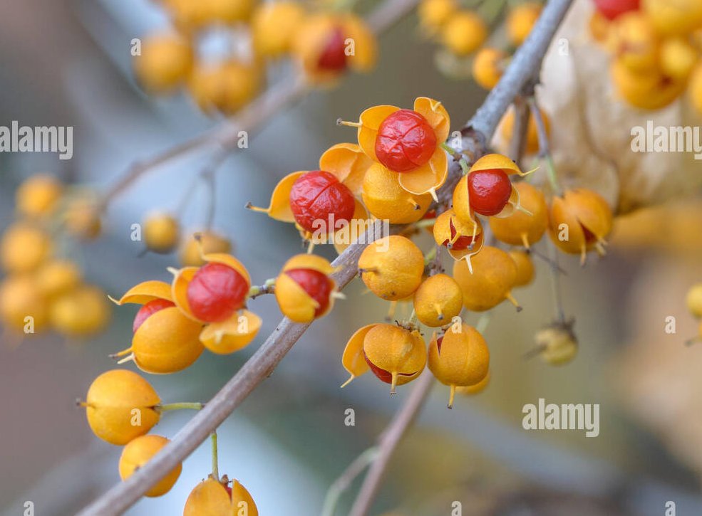 arbolespe's tweet photo. #Celastro (Celastrus meridensis Pittier)
F Celastraceae
Son arbustos o enredaderas con hojas alternas, simples y ovoides, Las flores son pequeñas, blancas, rosas o verdosas y nacen en grandes panículas. El fruto es una drupa roja con tres valvas. Los frutos son venenosos . https://t.co/IRYLOoM6o9