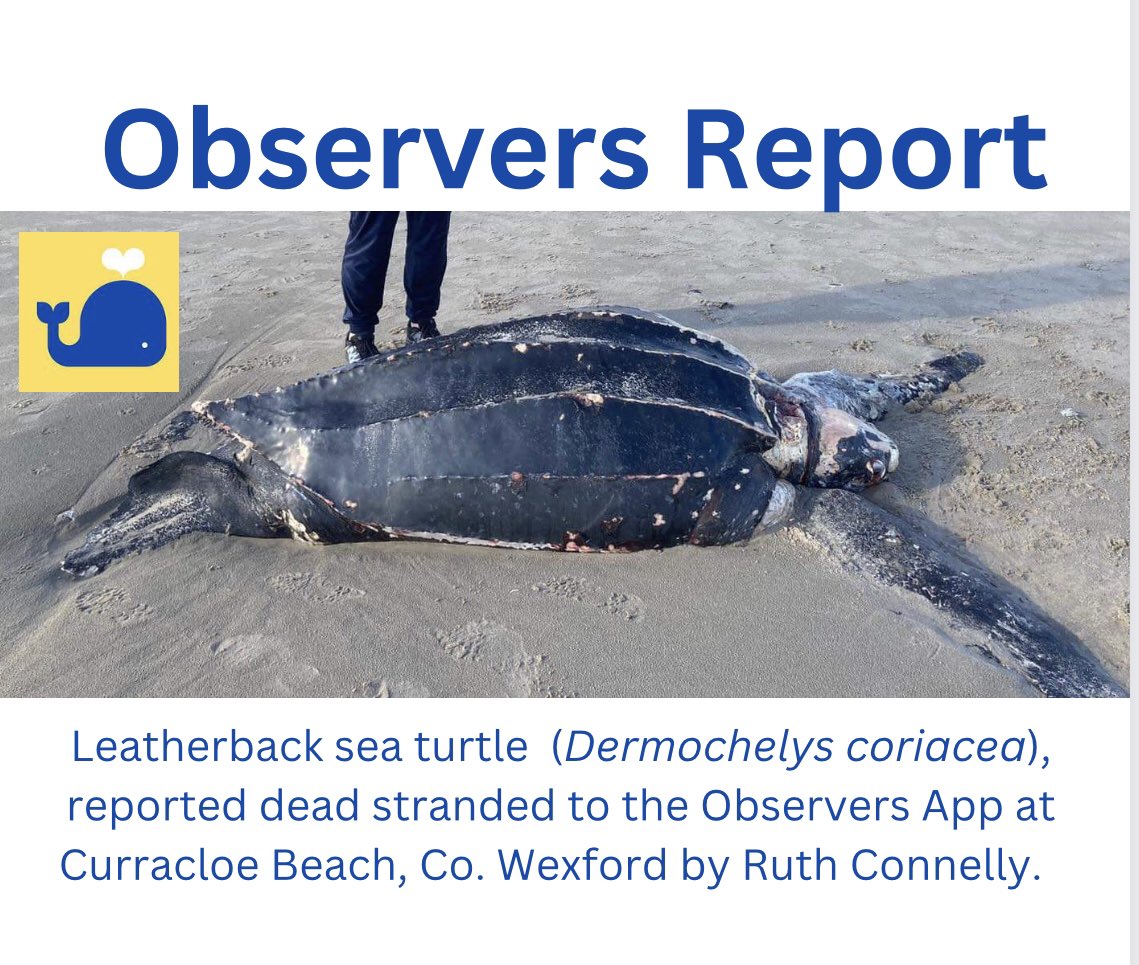 Dead stranded leatherback sea turtle reported to the @observersapp today, found at Curracloe beach, Co Waterford. <a href="/ORCA_Ireland/">Ocean Research & Conservation Association</a> @tomkdoyle