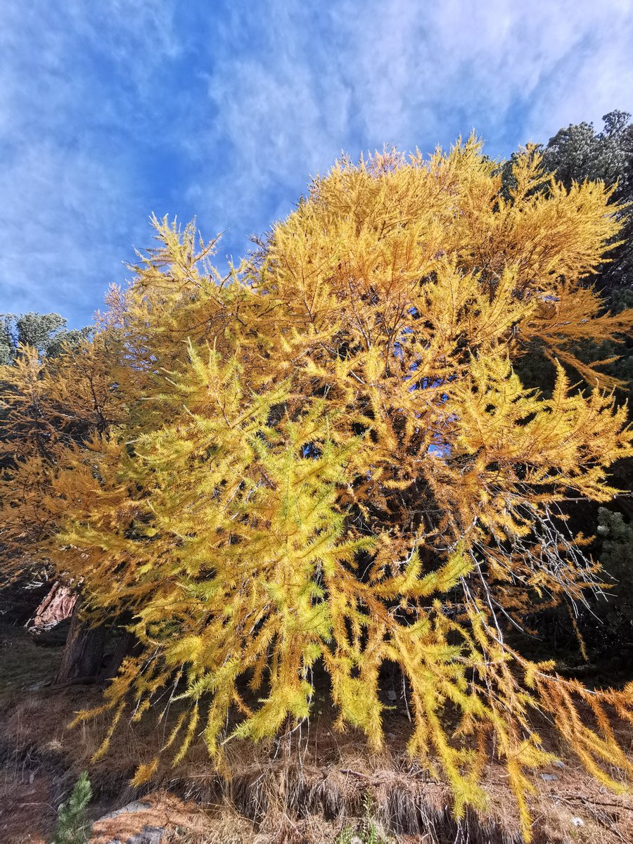 Matthias Egger tweet media