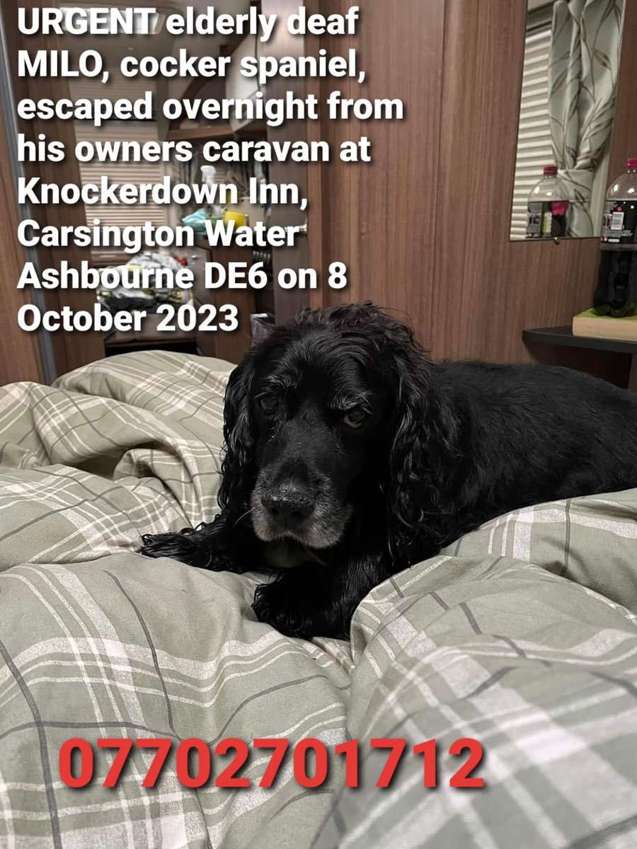 #URGENT elderly MILO, still #missing, cocker spaniel, escaped overnight from his owners caravan at Knockerdown Inn, Carsington Water #Ashbourne #DE6 on 8 October 2023
He is 15 years old &amp; deaf with limited mobility. Please if anyone has seen him contact details below.