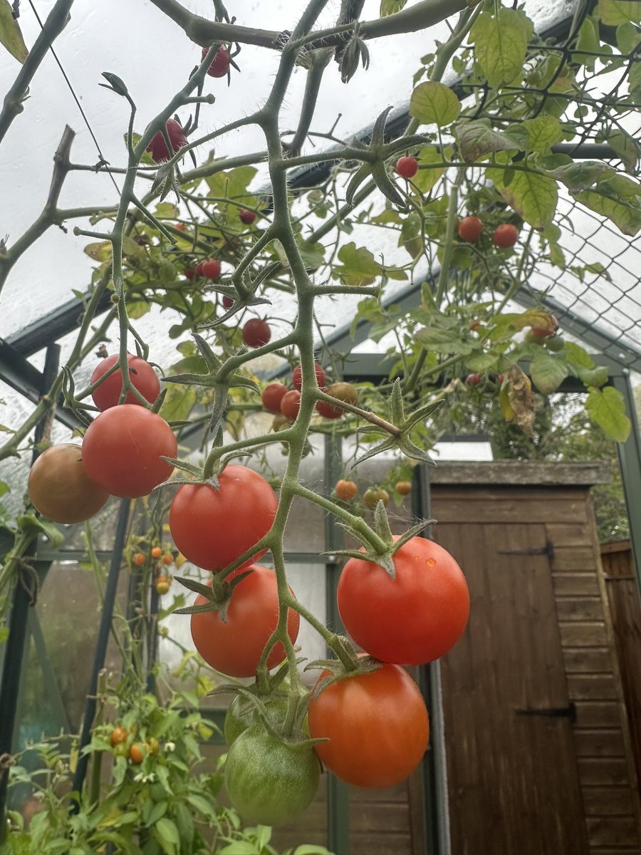 Last few tomatoes on the #greenhouse . Love having such a late #harvest2023 
#GardenersWorld #gardening #gardeningtips #GardeningTwitter