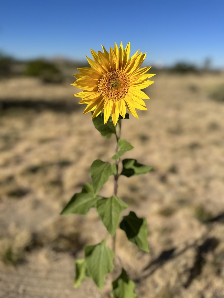Sunflowers have blossomed all throughout the land. This is from mice, birds, and ants eating our chicken and bird feed mix.

Thanks to all the animals that spread these seeds for us!