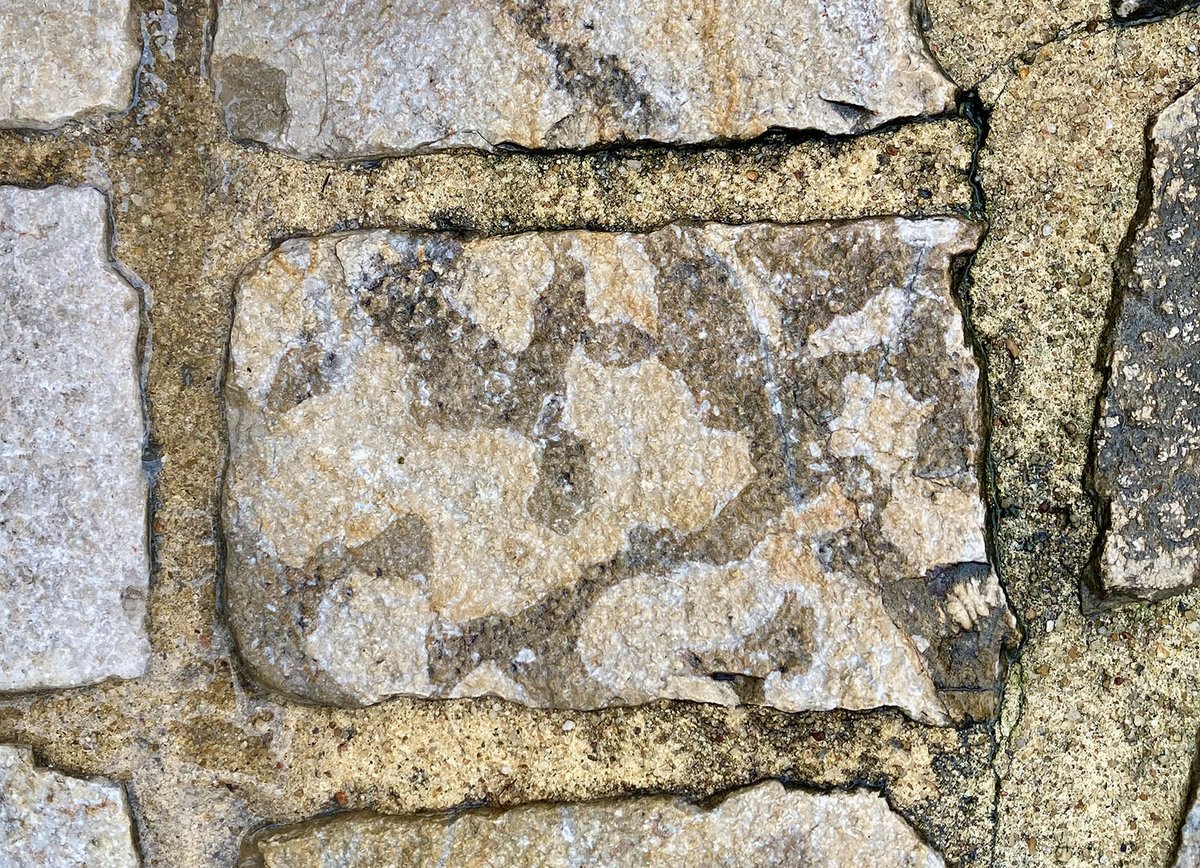 The rainy weather here in SW France has the advantage of wetting the paving stones and making the burrows in the Cretaceous limestone much more obvious.
