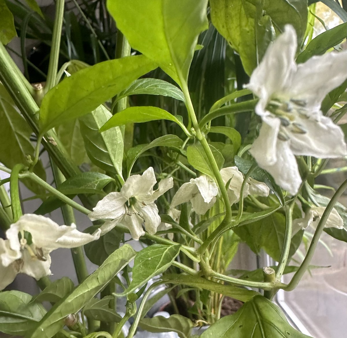 Still loads of flowers on my Padron Peppers. Will they set fruit &amp; ripen if brought into the house in UK?

#GardenersWorld #gardening #gardeningtips #allotment #growyourown <a href="/TheMontyDon/">Monty Don</a> <a href="/rekha181/">Rekha Mistry</a>