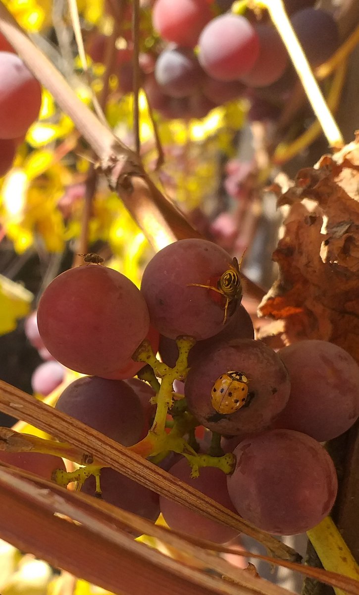 Ana247Anna's tweet photo. Dary jesieni🍇😘
dla wszystkich🐝🐞🦟 https://t.co/ErX7WOB1Sn