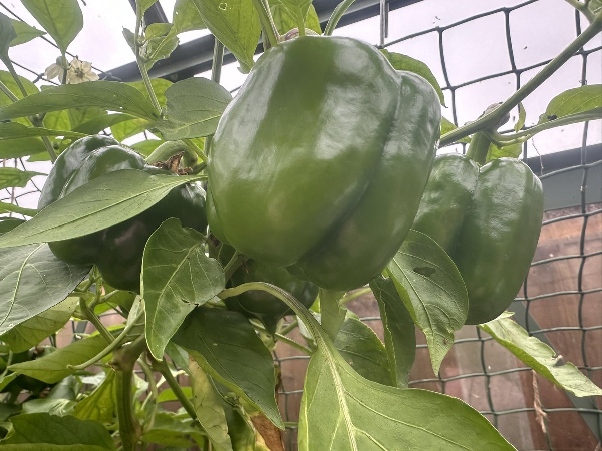 Green bell peppers galore in my #rhinogreenhouse 

Good thing I‘m on a #lowcarb #diet as they will definitely not turn red anymore😀

#GardenersWorld #gardening #gardeningtips #gardens
