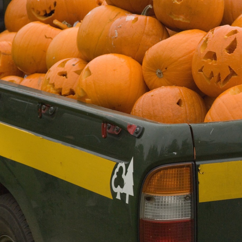 ForestryEngland's tweet photo. Halloween can be a scary time for wildlife, as pumpkins get dumped in the nation's forests 🎃

Pumpkins can spread disease, make some species ill and forgotten tealights could be ingested by animals.

Discover a fun way to reuse your pumpkin 👉 https://t.co/pW0boJAHpR https://t.co/pRe1qqNzsn