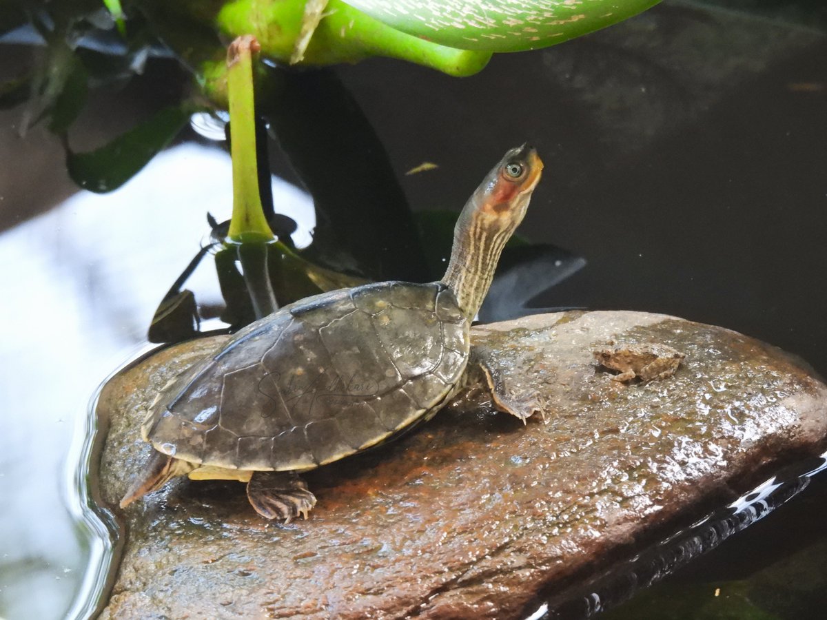 sabin0204's tweet photo. #Brown_Roofed_Turtle (#Pangshura_smithii_smithii) - small-sized #geoemyd, #riverine, highly #aquatic and #sexually #dimorphic. #IUCN - Near Threatened. Heavily collected for #illegal pet #trade in #Nepal.
Ex-situ . Also, check a small #dicroglossidae #frog sharing space. https://t.co/wctGTWNQxs