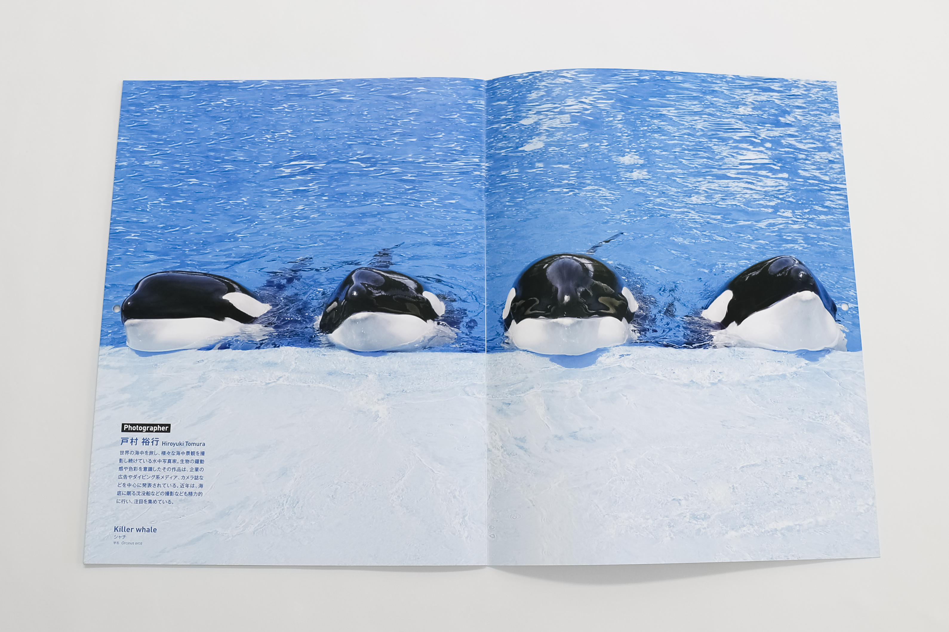 鴨川シーワールド【公式】 on X: 