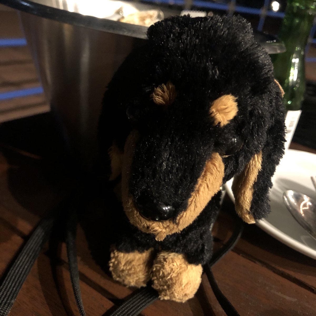 Emichqmq's tweet photo. 愛犬が亡くなり
大切にいっしょに過ごしてきた
チビドンちゃん。

ﾊｳｽﾃﾝﾎﾞｽ旅行中
最後の最後に落としてしまったのか
いなくなってしまいました。

もしもお見かけされた方
いらっしゃいましたら
教えてほしいです
大切な相棒です

#ハウステンボス
#落とし物
#秘密結社老犬倶楽部天国支部 https://t.co/Uxp0E7cYxF