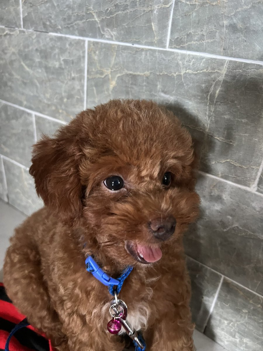 hello cả nhà! con tên Gấu