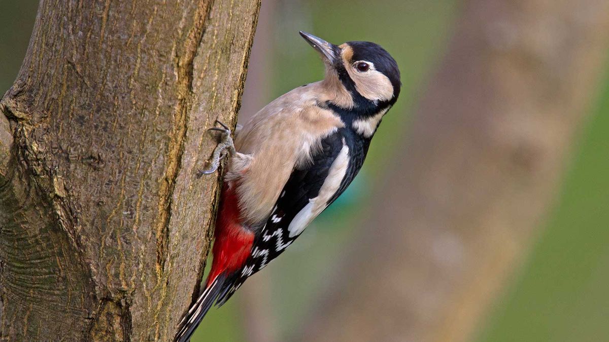 homesandgardens's tweet photo. How to attract woodpeckers – 3 wildlife-friendly tips to try in your backyard https://t.co/DN7ekcQJLf https://t.co/5aEUIPqonF